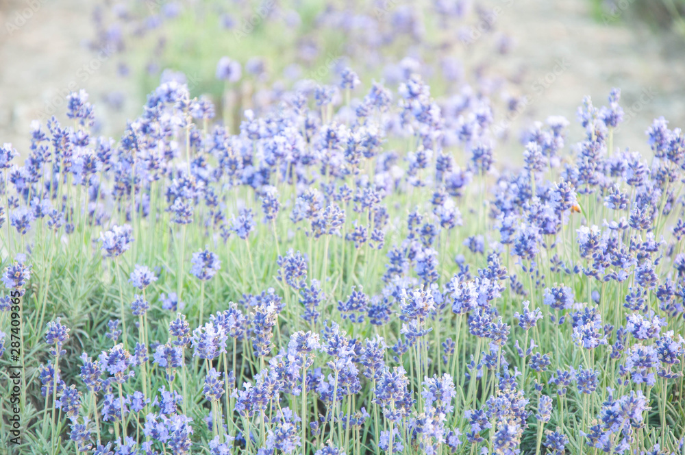 Summer flowers serious, beautiful purple lavender field