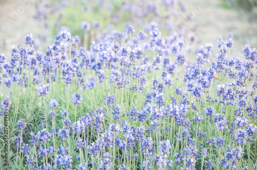 Summer flowers serious  beautiful purple lavender field