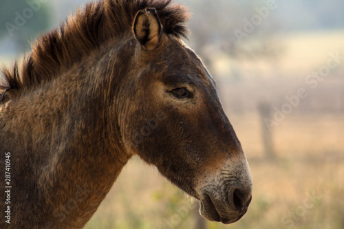 portrait of a horse donkey