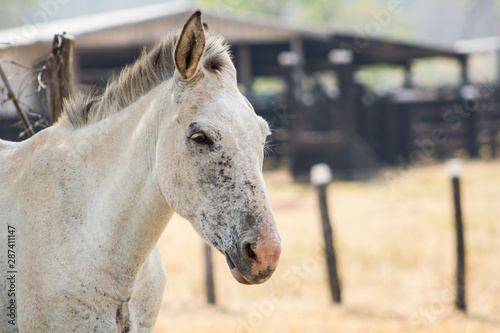 portrait of a white horse