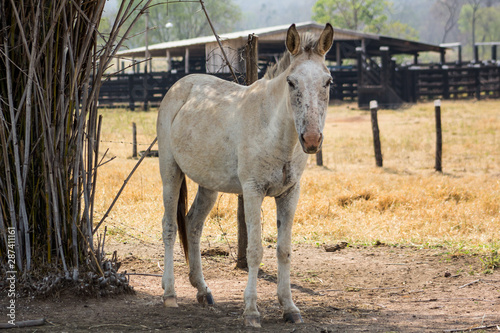 white horse and foal