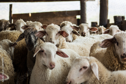 sheep in farm