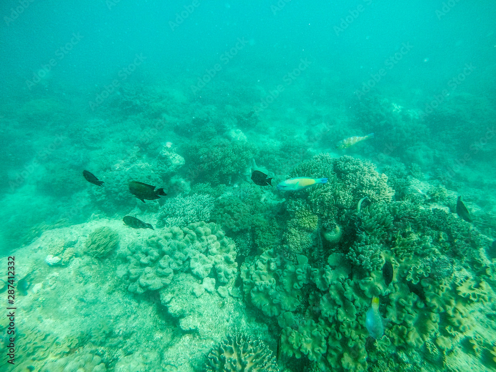Fototapeta premium Diving Snorkel Great Barrier Reef full of Coral and Colourful Fish