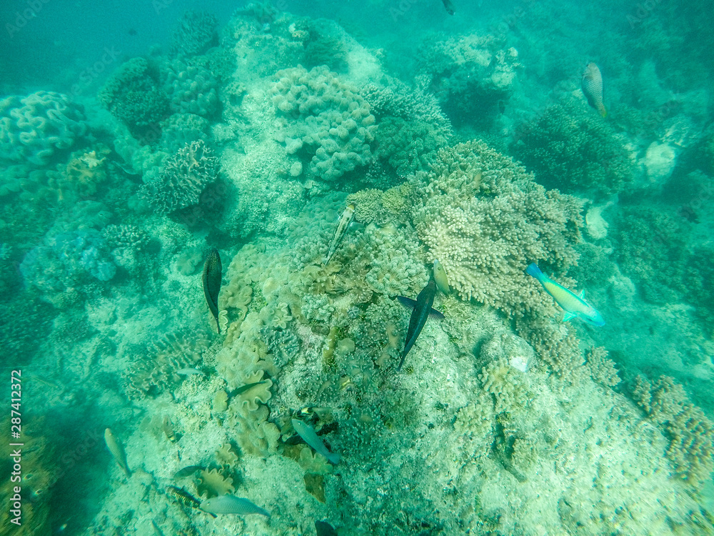 Diving Snorkel Great Barrier Reef full of Coral and Colourful Fish Diving Snorkel Great Barrier Reef full of Coral and Colourful Fish