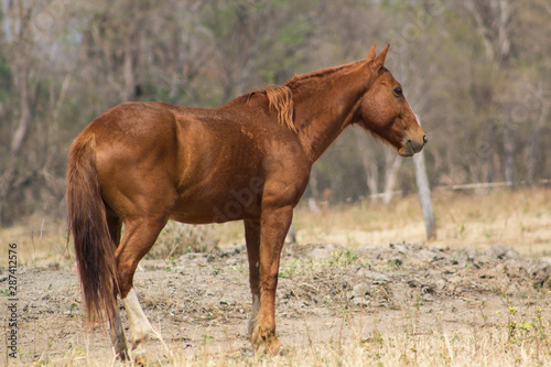 horse in the field