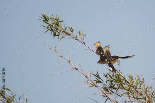 bird woodpecker in tree