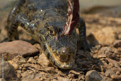 Crocodile seeking food