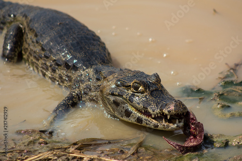 Crocodile seeking food