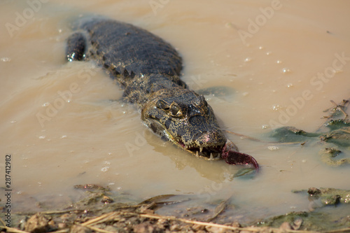 Crocodile seeking food