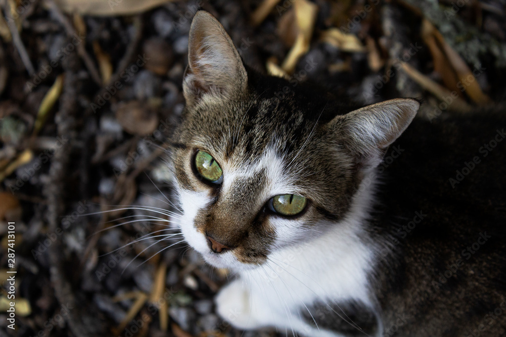 Cat Cat