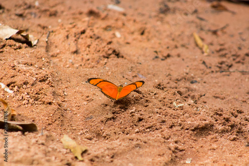 butterfly on the sand