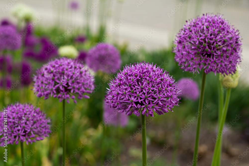 Fototapeta premium Wild garlic