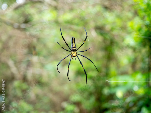 Nephila maculata, Giant Golden Long-jawed Orb Weaver, Giant wood spider on web with blurred green background. Yellow and black large spider.