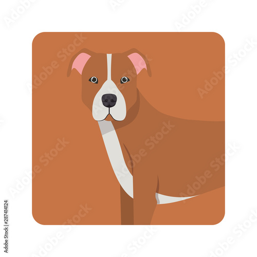 cute pitbull dog on white background