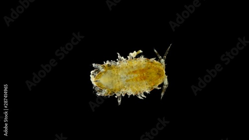 Plankton and zooplankton of the Black Sea, crustacean Cilicaea sp., type arthropod, Order Isopoda, are mainly benthic, among them there are detritophages, herbivores, predators and even parasites photo