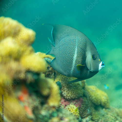 Grey Angelfish Over Coral © Zachary