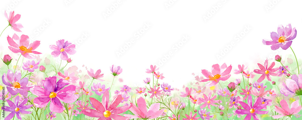 コスモスが咲き乱れる美しい野原。水彩イラスト。