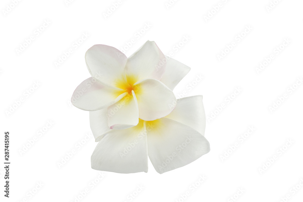 Fototapeta premium frangipani flowers on white background with clipping path.