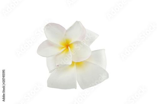 frangipani flowers on white background with clipping path.