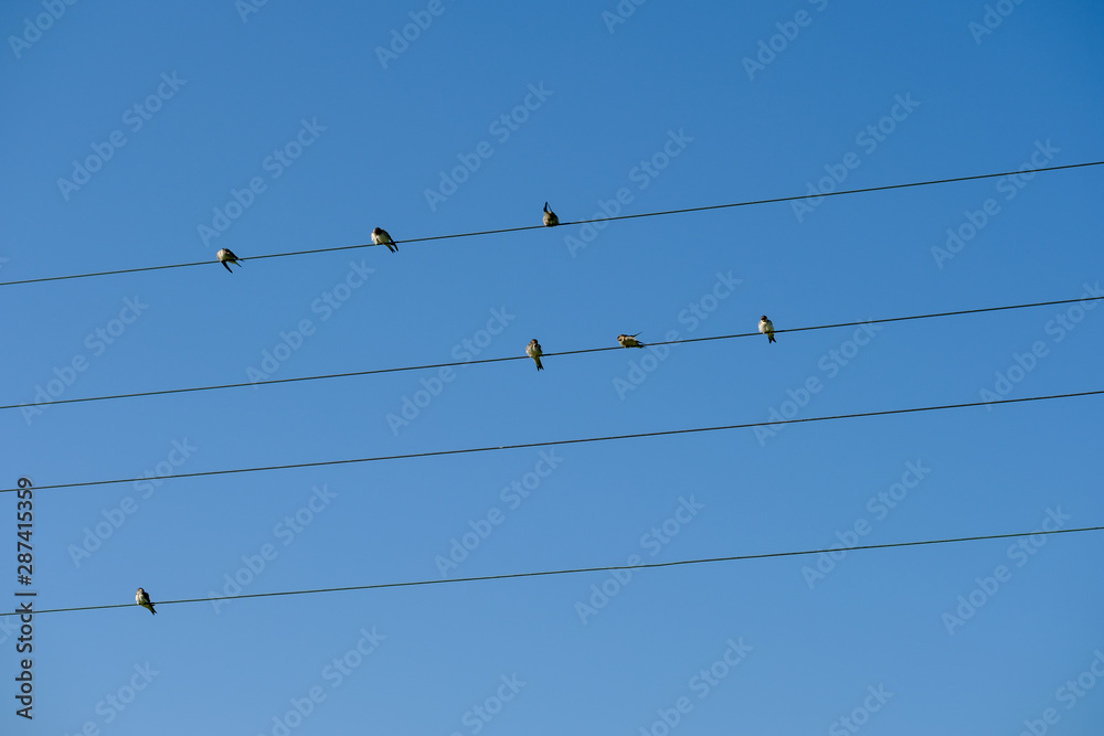 Birds sitting on electric wires on blue sky Birds sitting on electric wires on blue sky