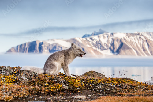 Fototapeta Naklejka Na Ścianę i Meble -  Lis polarny na jesiennej tundrze Spitsbergenu