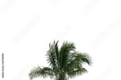 palm tree isolated on white © siwarug