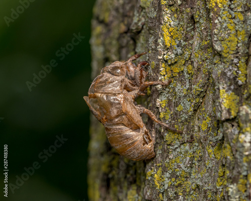 Closeup of Cicada exoskeleton, shell, or body skin hanging on tree bark