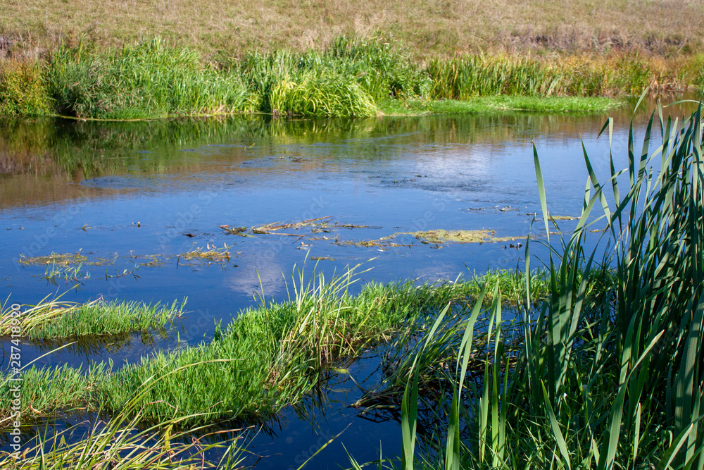 View of the river with reeds along the banks. Green reeds and blue water in the river. Riverbank on a sunny day in summer. View of the river with reeds along the banks. Green reeds and blue water in the river. Riverbank on a sunny day in summer.