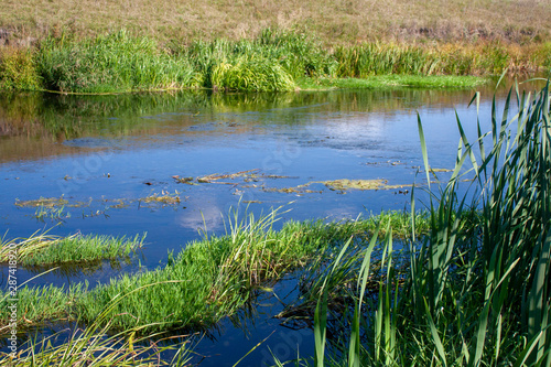 View of the river with reeds along the banks. Green reeds and blue water in the river. Riverbank on a sunny day in summer.