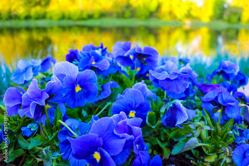 Purple pansy fower. Violet wittrock closeup. Green leaves  large pestle.