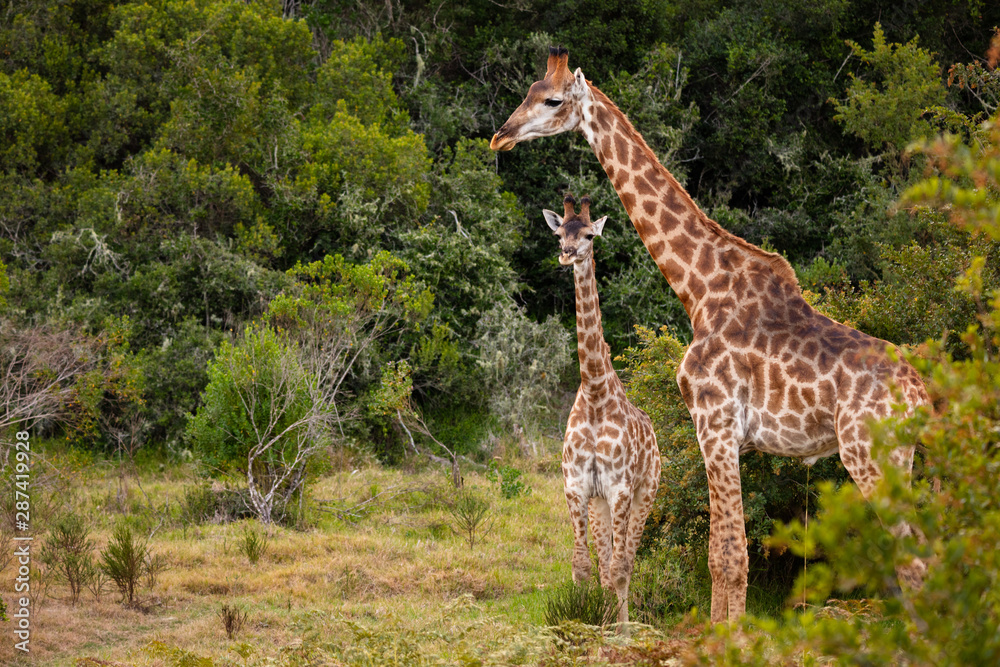 Giraffes on Safari in South Africa, in a private game reserve Giraffes on Safari in South Africa, in a private game reserve