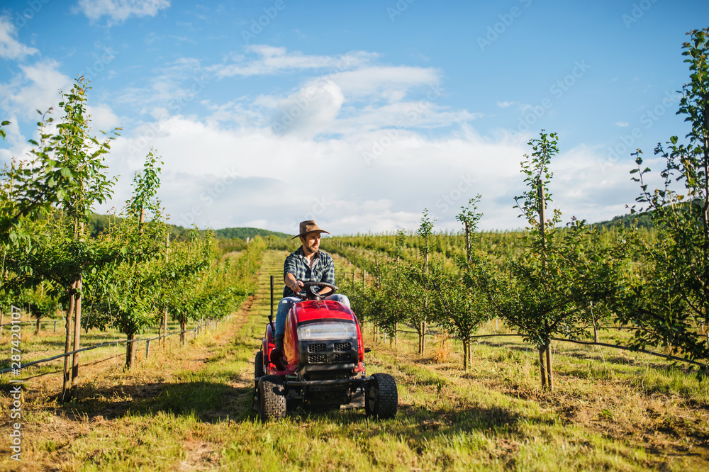 Fototapeta premium A mature farmer driving mini tractor outdoors in orchard.