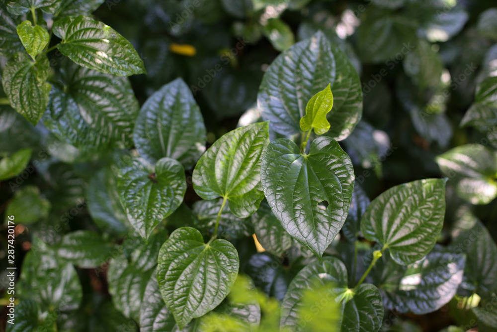 Wild betel leaf bush or Piper sarmentosum Roxb,Chaplo Wild betel leaf bush or Piper sarmentosum Roxb,Chaplo