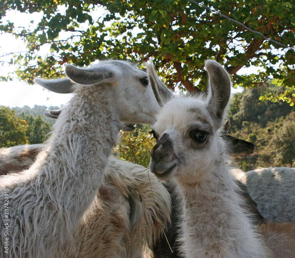 Obraz premium famille lama