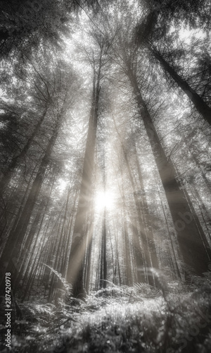 Sonnenstrahlen im Wald