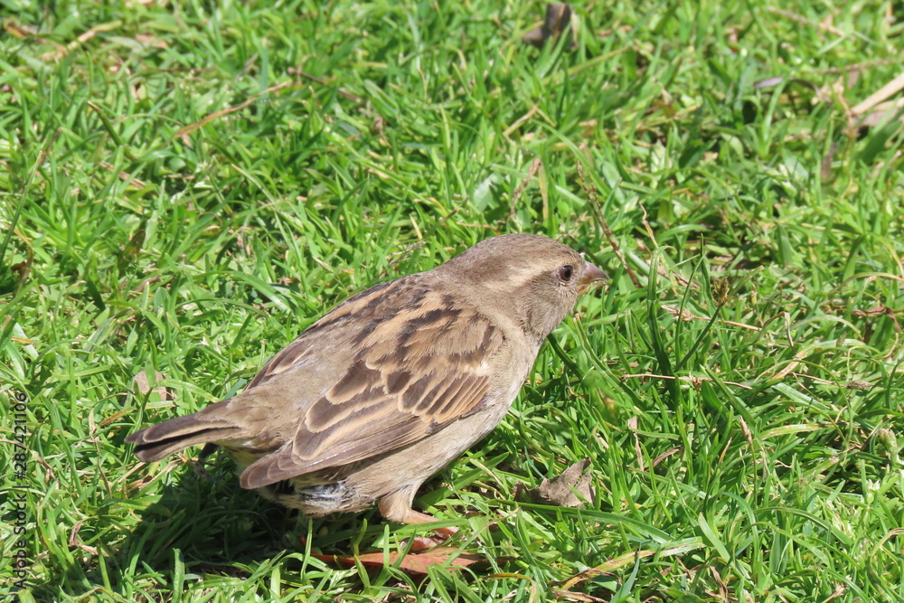 sparrow on grass sparrow on grass
