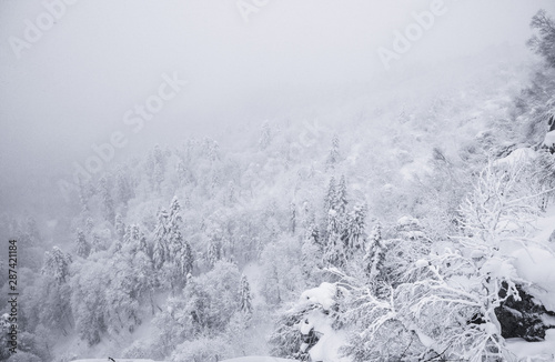 Forest in the mountains in winter in snowy weather. Winter landscape. Fog and snow in the forest.