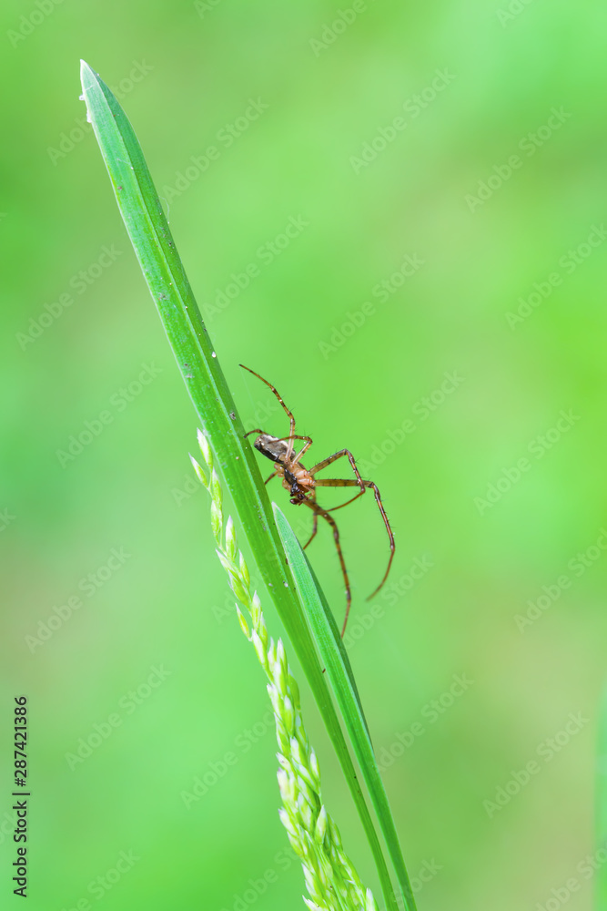 Naklejka premium Spider on a blade of grass on a light green blurred background, close-up, selective focus