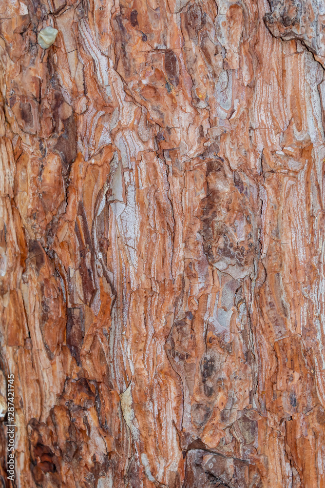 Closeup Reddish Tree Bark Texture For Background or Overlay Closeup Reddish Tree Bark Texture For Background or Overlay