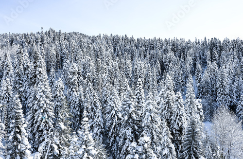 Snow-covered trees in the mountain forest in winter