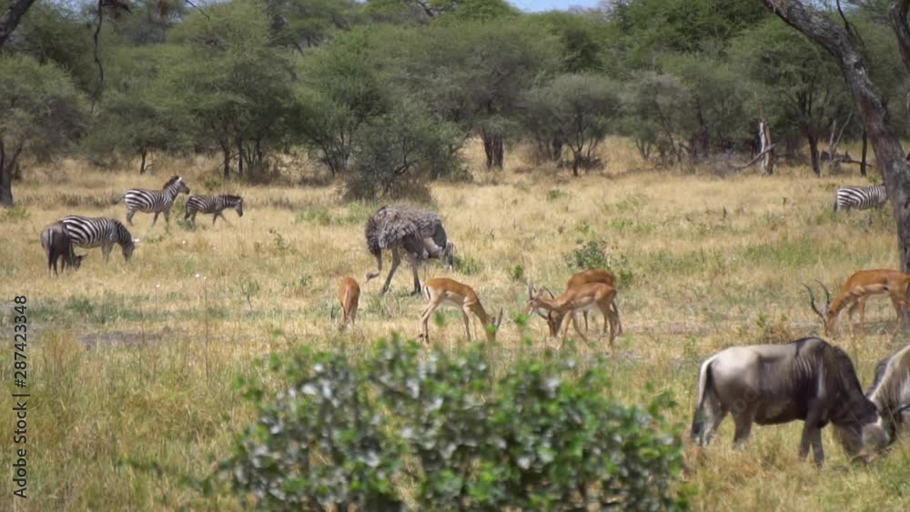 Ostrich, Erand Antilope, Wildebeest, Zebra. Different Species in Savanna of Tanzania National Park, Slow Motion Ostrich, Erand Antilope, Wildebeest, Zebra. Different Species in Savanna of Tanzania National Park, Slow Motion