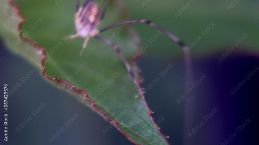 A close-up macro shot of a purple harvestman spider in the garden. A close-up macro shot of a purple harvestman spider in the garden.