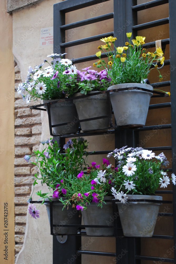 Fototapeta premium flowers in pots