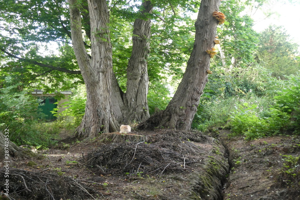 Cat in the forest