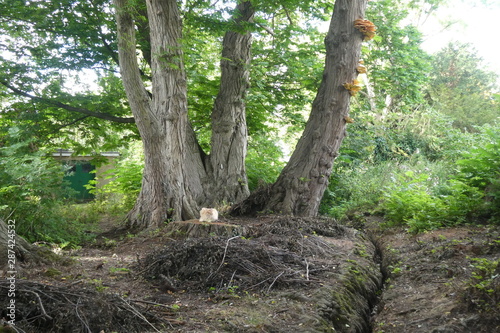 Cat in the forest