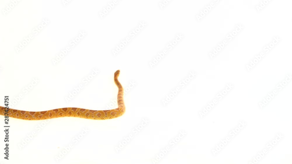 Tiger Python molurus bivittatus morph albine burmese in white background Tiger Python molurus bivittatus morph albine burmese in white background
