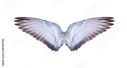 Wing of bird isolated on white background