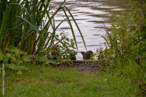 Reflection and ripples in a lake with foliage