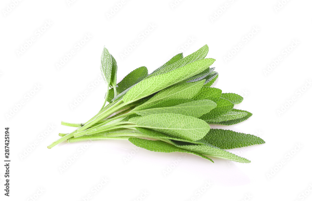 Sage herb isolated on white background Sage herb isolated on white background