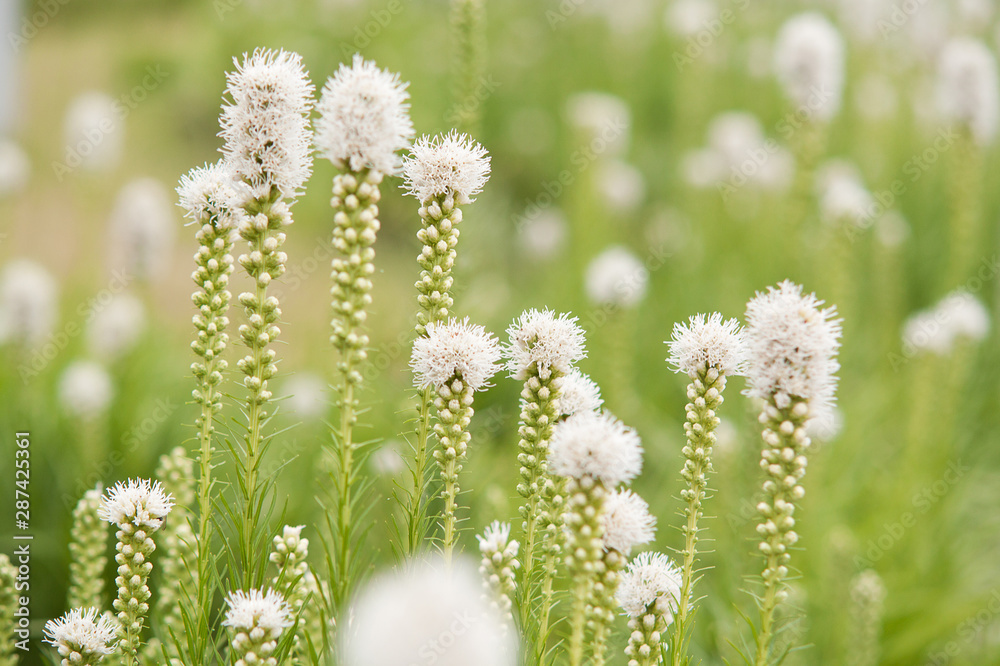 white funny flowers blooming in summer park or garden white funny flowers blooming in summer park or garden